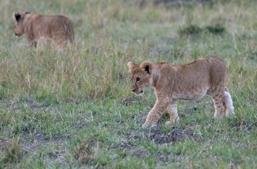 Lion cubs walking