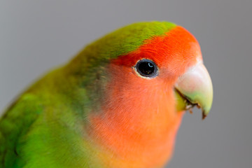 Closeup shot of a peach-faced lovebird with a blurred grey background
