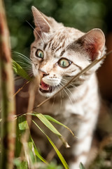 Mink Snow Bengal Kitten eating Bamboo