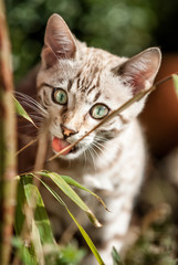 Mink Snow Bengal Kitten eating Bamboo