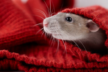 Rat in red Christmas winter sweater