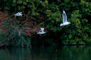 Beautiful scenery of three seagulls flying over the lake surrounded by green trees