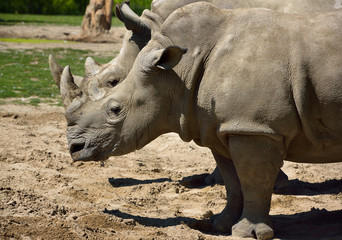 Fototapeta premium Two female Southern White Rhinoceros standing side by side
