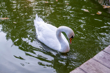 graceful white Swan swimming in the lake , swans in the wild