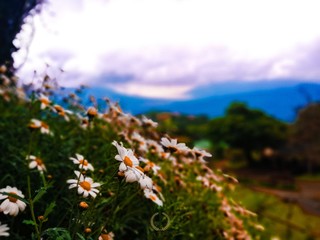 flowers and blue sky