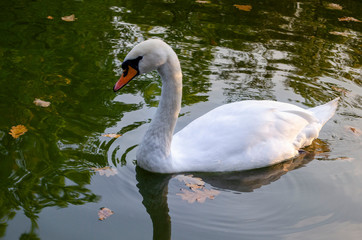 Naklejka na ściany i meble graceful white Swan swimming in the lake , swans in the wild