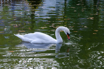 graceful white Swan swimming in the lake , swans in the wild