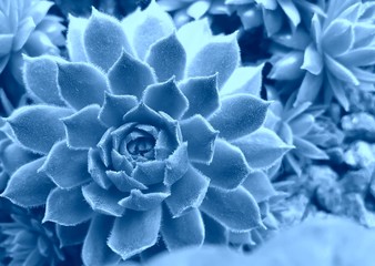 Classic blue color of the year 2020. Main trend natural and authentic concept.Nature photography.