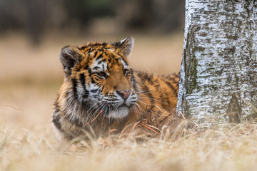 Siberian Tiger running. Beautiful, dynamic and powerful photo of this majestic animal. Set in environment typical for this amazing animal. Birches and meadows