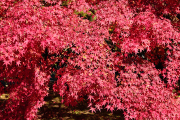 モミジの紅葉