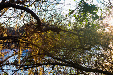 Tangle of vines overlooking Clear Creek on the Texas coast at sunset