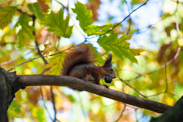 Squirrel on tree in forest. Squirrel eating nut on tree branch.