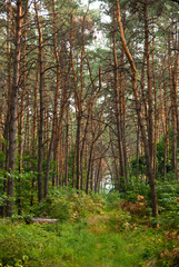 Peaceful path in a pine forest. A lot of pine trees.