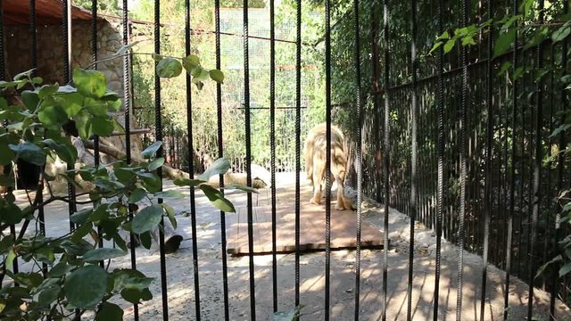 lion with a lioness in a zoo cage