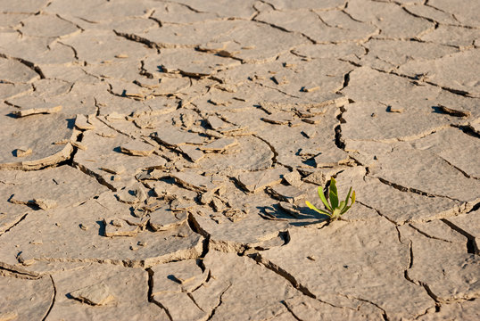 Lonely plant in dried cracked mud. Desert ground.