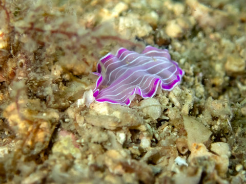 Pink and white striped flatworm - Prostheceraeus roseus from the Mediterranean