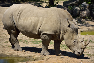 Female Southern White Rhinoceros standing at watering hole