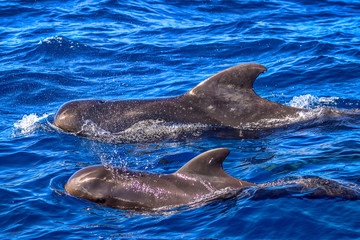 Obraz premium St. Lucia