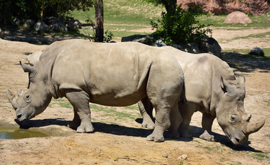 Fototapeta premium Two female Southern White Rhinoceros standing back to back at watering hole