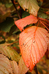 Close Up of Brightly Colored Autumn Raspberry Leaves