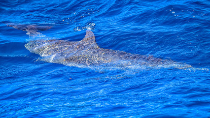 Obraz premium United States Virgin Islands