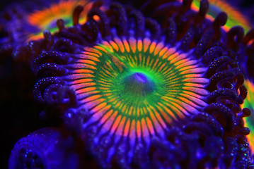 Close up shot on Sunny D spp. zoathids polyps