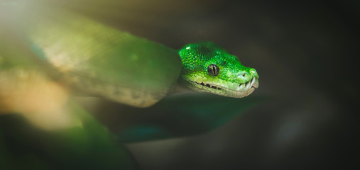 Green snake in ZOO Liberec