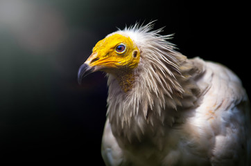 Obraz premium Big Bird Egyptian vulture Neophron percnopterus on dark background