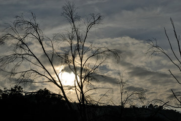 Obraz premium A dark and mysterious sky with the silhouette od a barren tree.