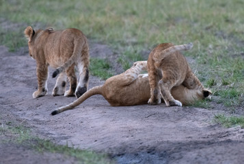 Lion cubs