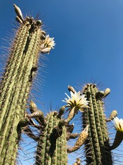 Cactaceas en Primavera