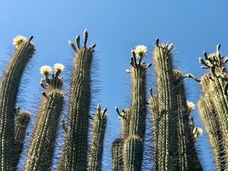 Grupo de Cactus 