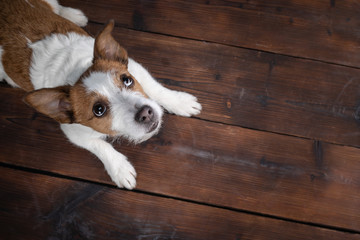 dog flat lay. Jack Russell Terrier on a wood background.
