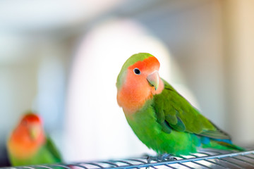 Cute peach-faced lovebird with colorful feathers on a blurred background