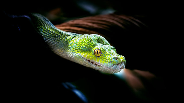 Green snake in ZOO Liberec
