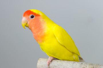Closeup shot of a peach-faced lovebird with colorful feathers against a grey background