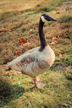 Lone Canada Goose on Grassy Lawn