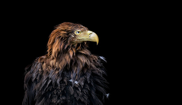White-tailed eagle Haliaeetus albicilla isolated in a dark background. Eagle portrait in a bog.