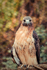 Captive Injured Red Tailed Hawk in Rescue Preserve