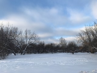 Fototapeta na wymiar Winter landscape in the Park. Black trees, white snow on the background of the colorful sky. Photo from a mobile phone in natural evening light in Moscow 2019. 