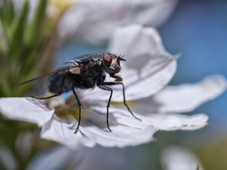 A fly on a flower in summer