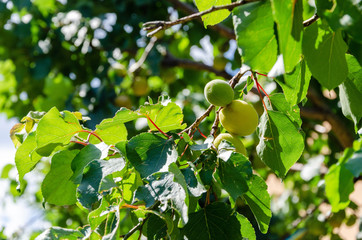 Fototapeta premium Mirabelle on the tree