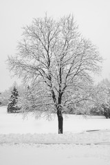 Fototapeta na wymiar Alone in the Snow
