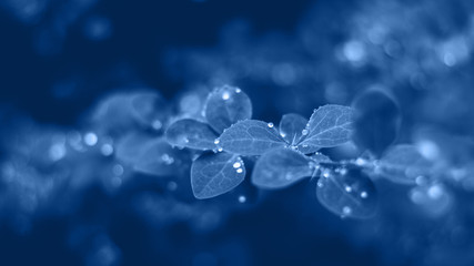 Background with blue wet leaves and bright sun with bokeh effect