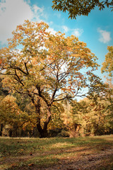 Isolated Tree Near Autumn Forest