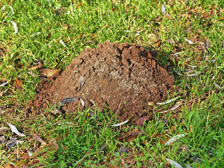 Maulwurfshügel auf der Wiese