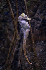 seahorse © Oier