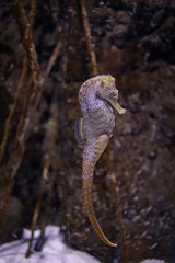seahorse