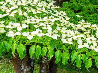 Chinese Dogwood