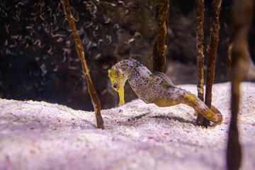 seahorse